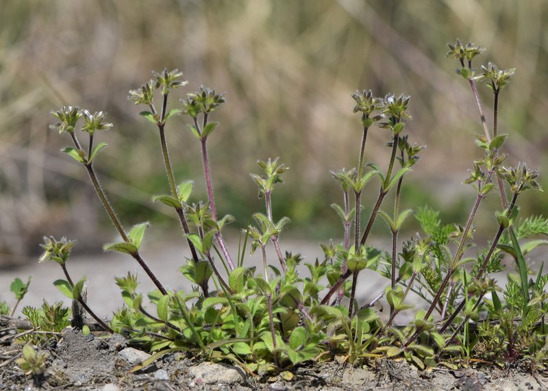 Sticky Chickweed photo 3