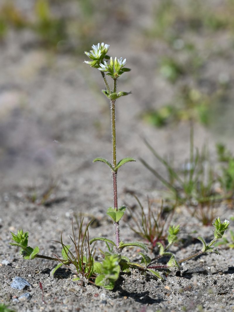 Sticky Chickweed photo 4
