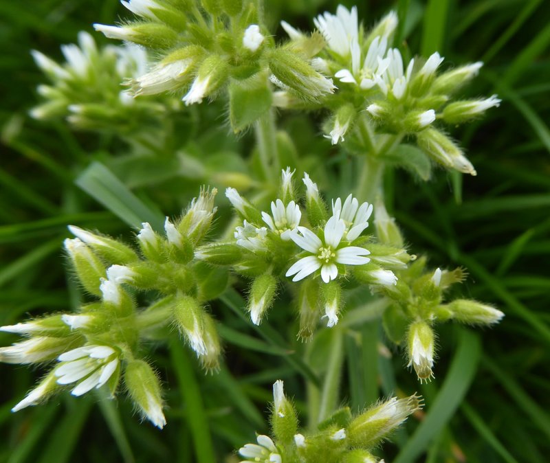 Sticky Chickweed photo 5