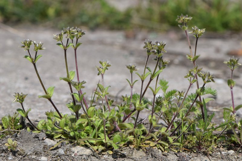 Sticky Chickweed photo 6