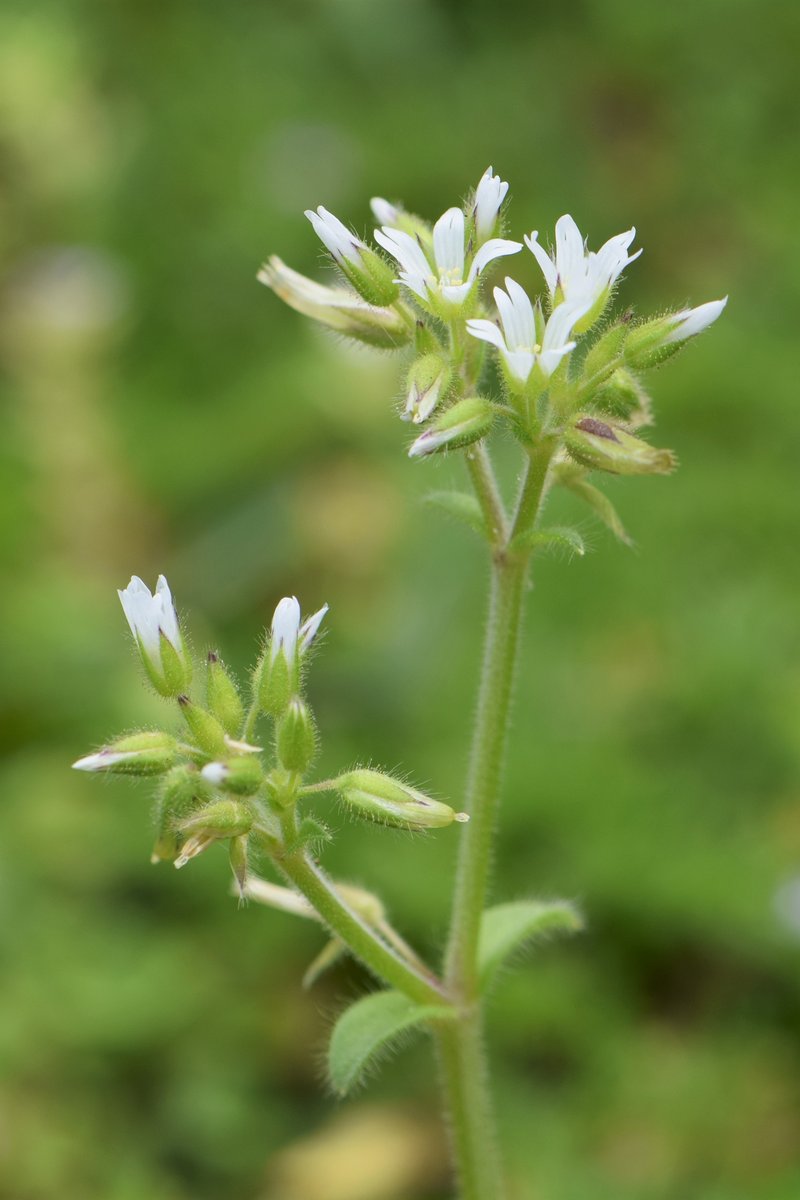 Sticky Chickweed photo 7