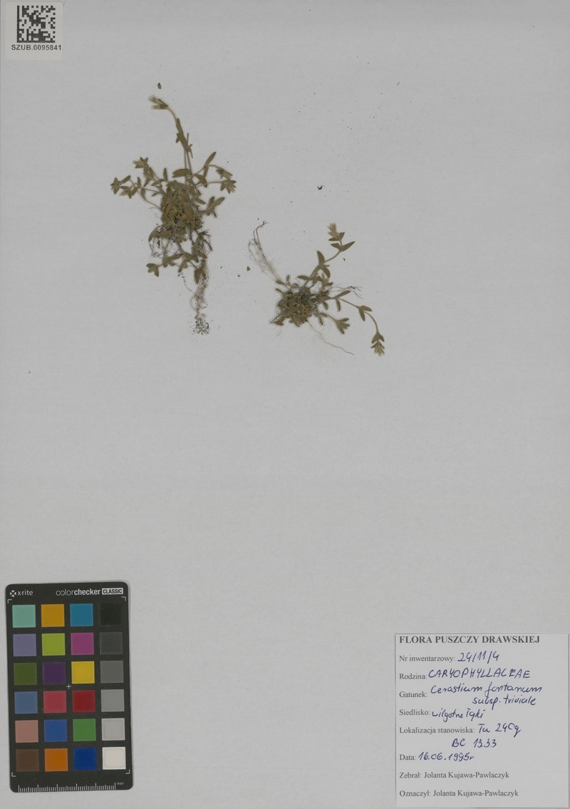 Cerastium glomeratum subsp. glomeratum