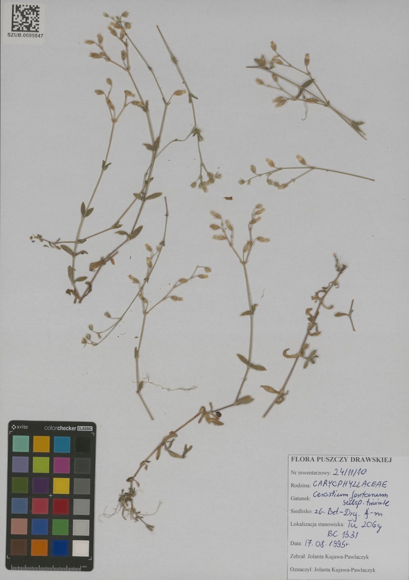 Cerastium glomeratum subsp. glomeratum photo 2