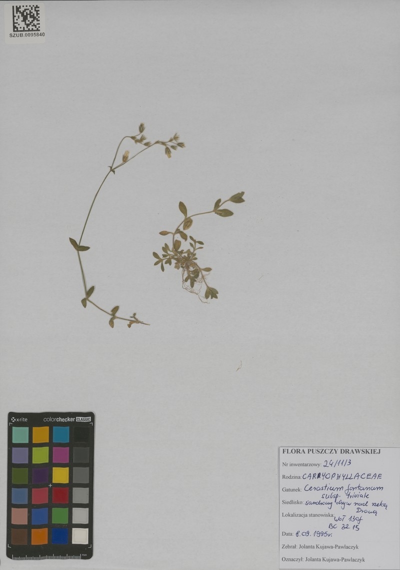 Cerastium glomeratum subsp. glomeratum photo 3
