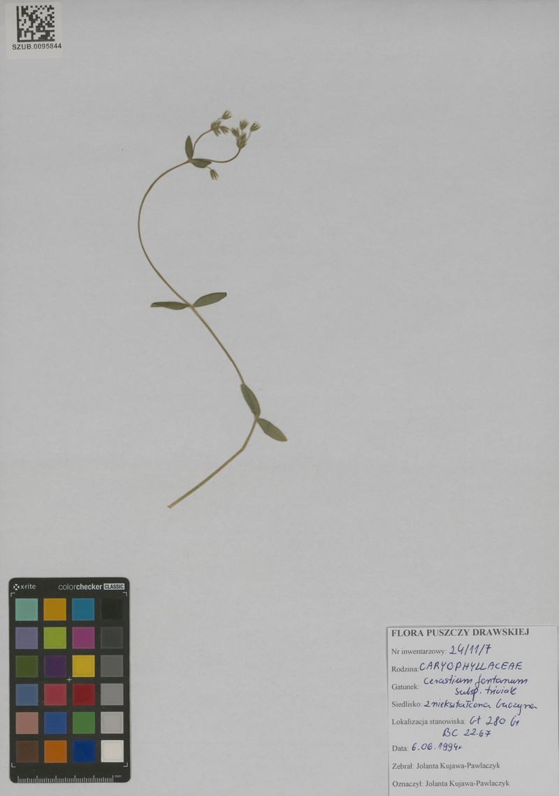 Cerastium glomeratum subsp. glomeratum photo 4