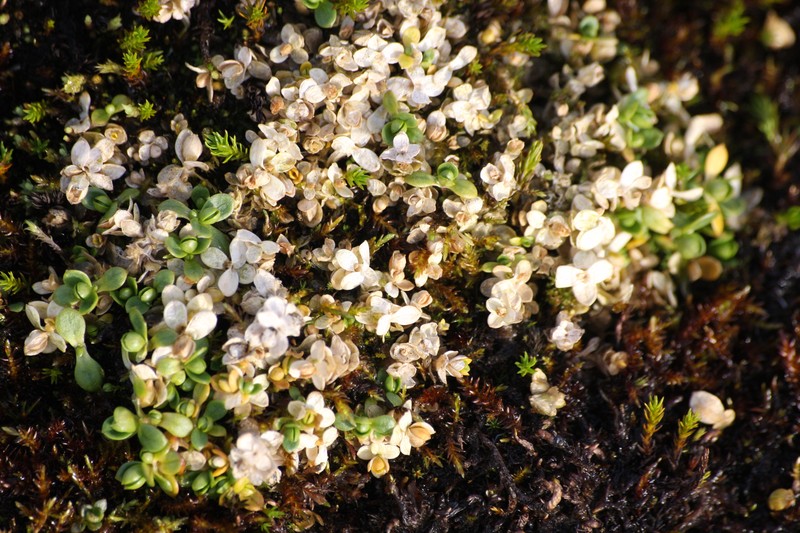 Tundra Chickweed