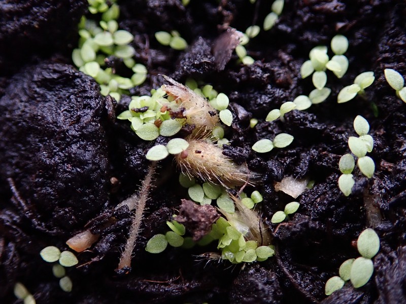 Slender Chickweed photo 2