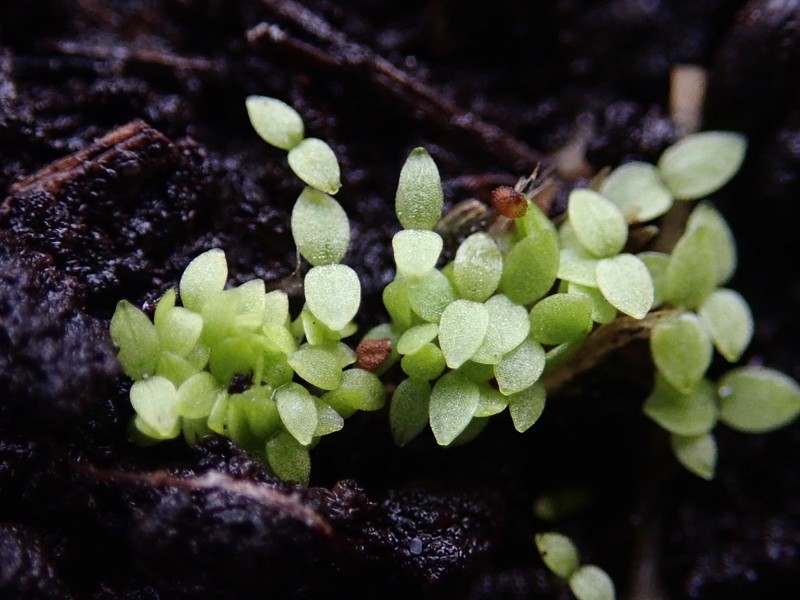 Slender Chickweed photo 3