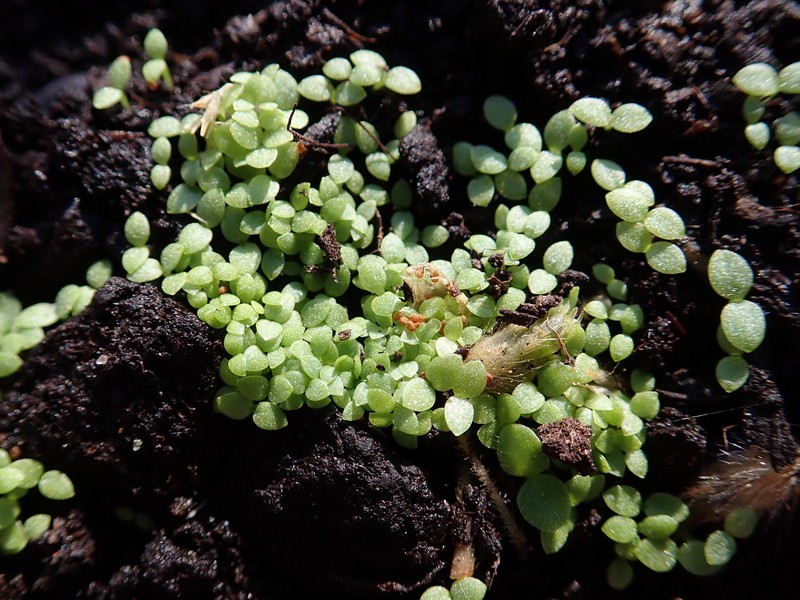 Slender Chickweed photo 4