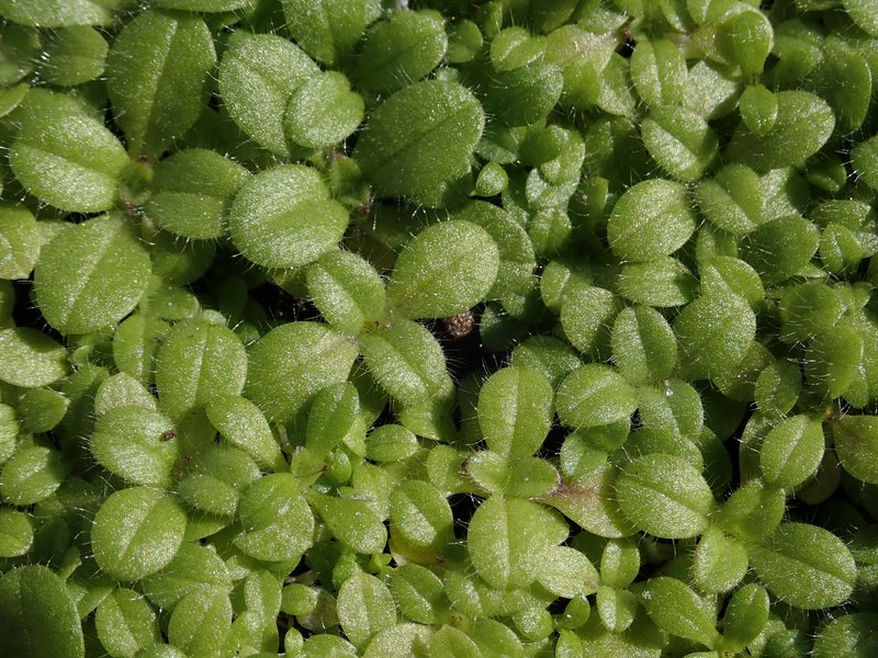 Slender Chickweed photo 5