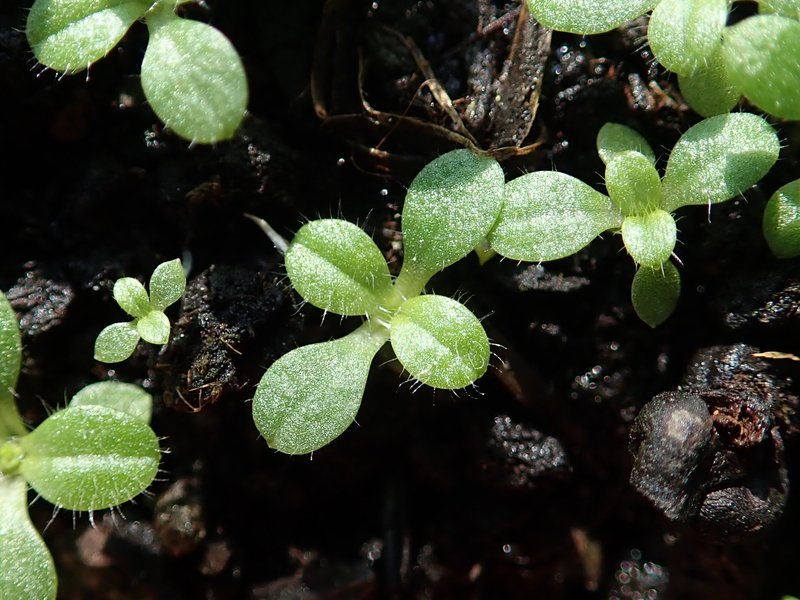 Slender Chickweed photo 6
