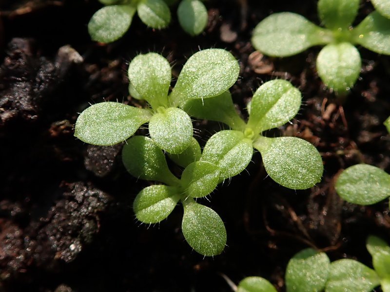 Slender Chickweed photo 8