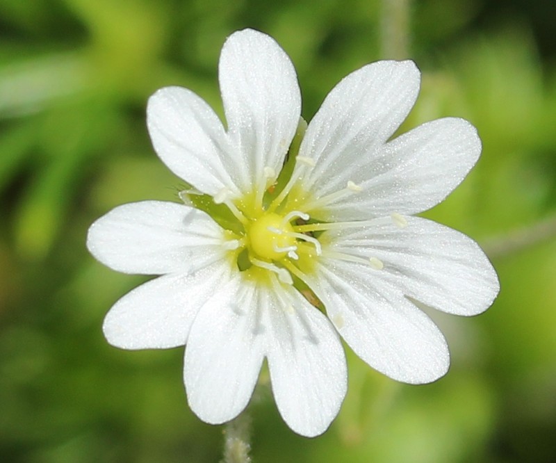Cerastium ibukiense