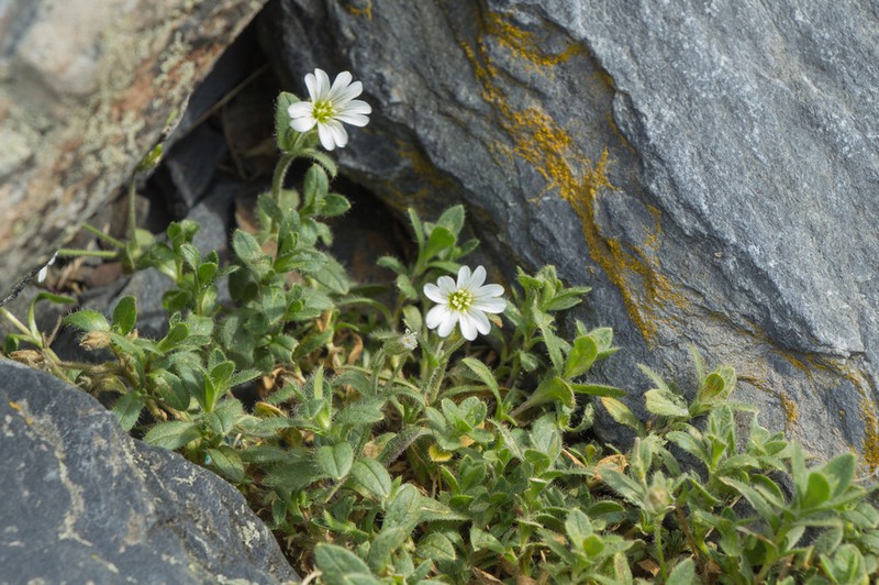 Cerastium krylovii