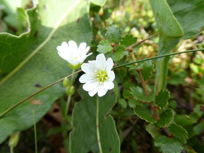 Cerastium krylovii photo 2