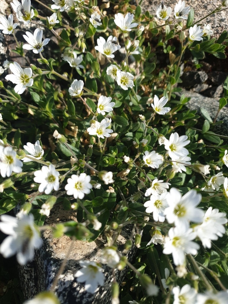 Cerastium krylovii photo 3