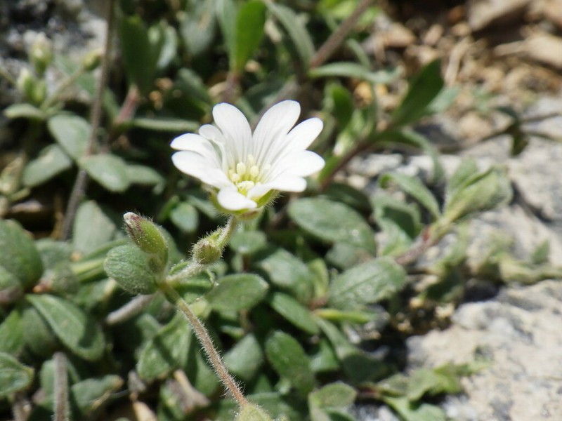 Cerastium krylovii photo 4