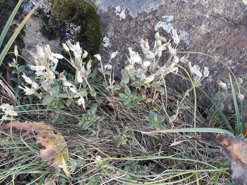 Cerastium krylovii photo 5