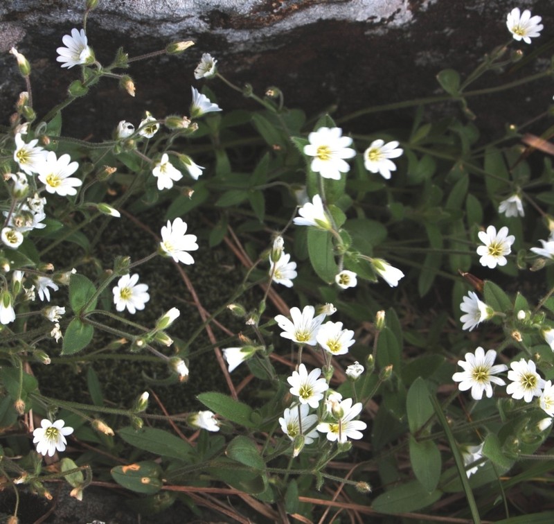 Cerastium krylovii photo 6
