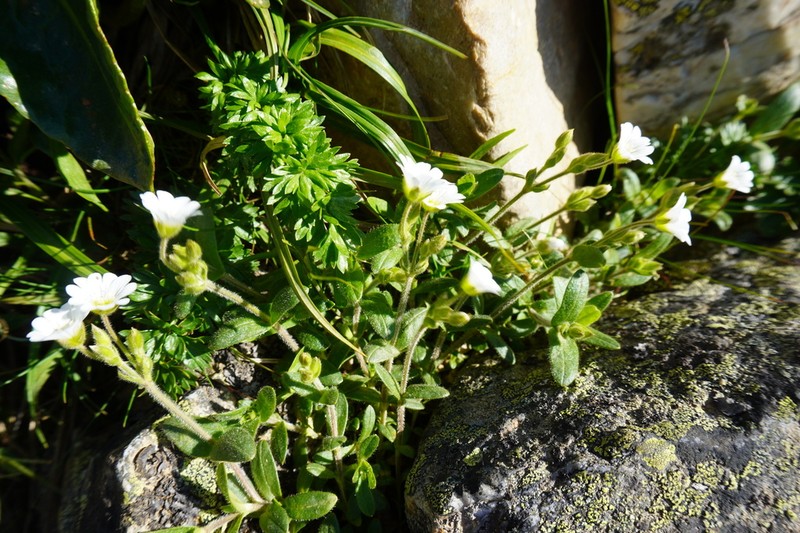 Cerastium krylovii photo 7