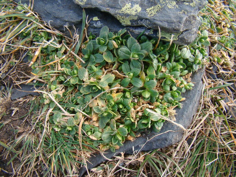 Cerastium krylovii photo 8
