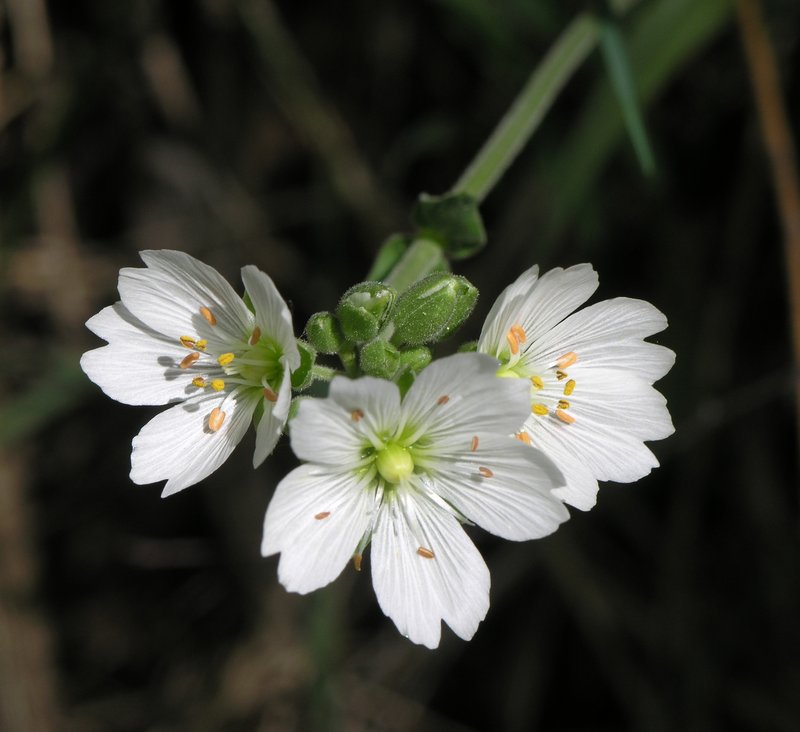 Great Chickweed