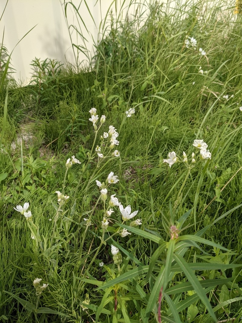 Great Chickweed