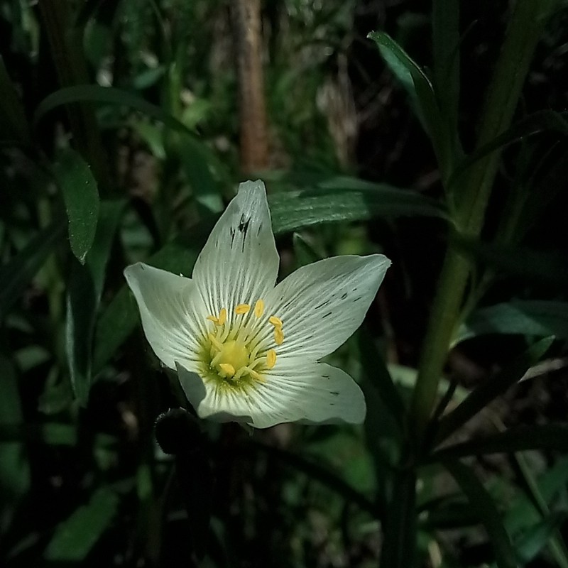 Great Chickweed photo 2