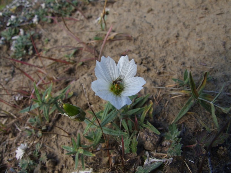 Great Chickweed photo 3