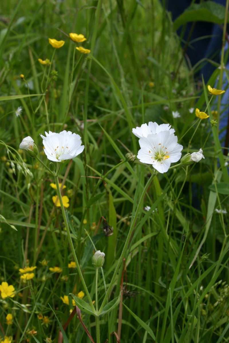 Great Chickweed photo 5