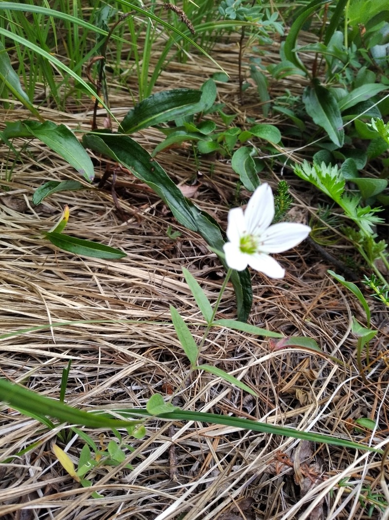 Great Chickweed photo 6