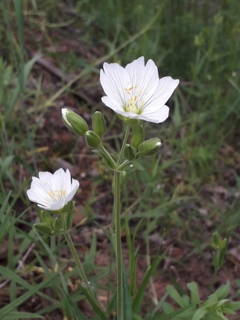Great Chickweed photo 7