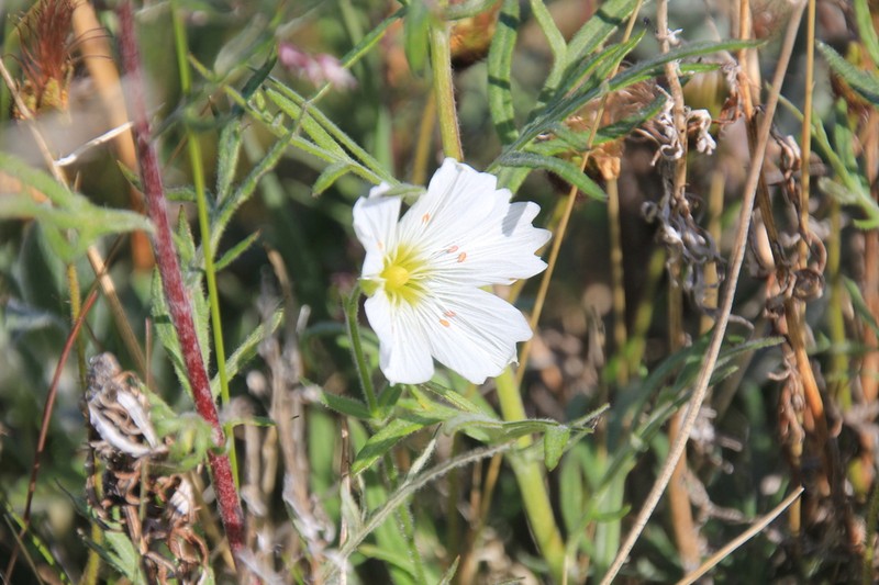 Great Chickweed photo 8