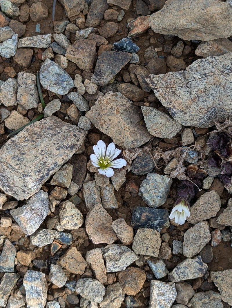Cerastium nigrescens var. nigrescens