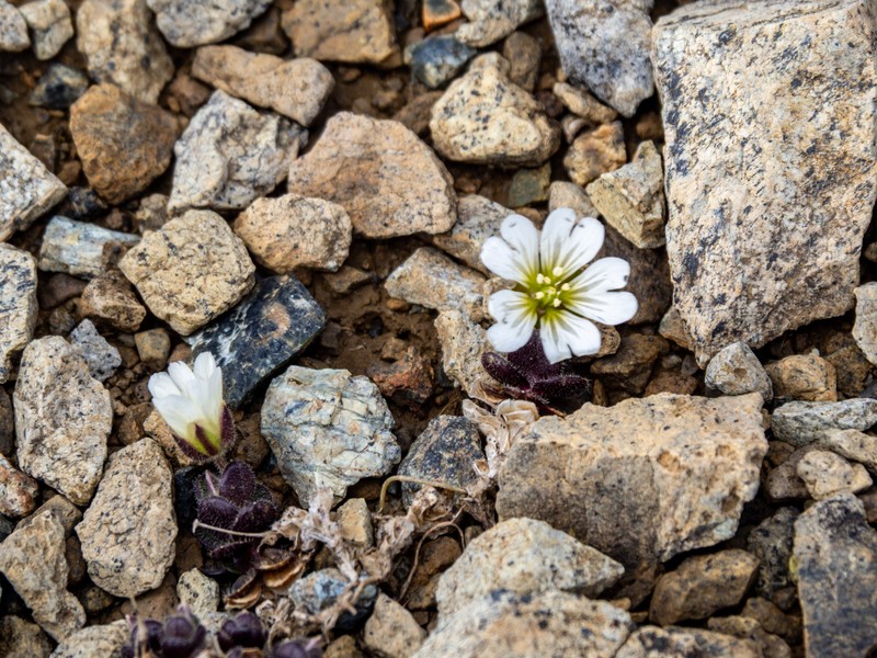 Cerastium nigrescens var. nigrescens photo 2