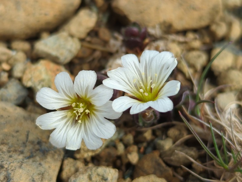 Cerastium nigrescens var. nigrescens photo 3