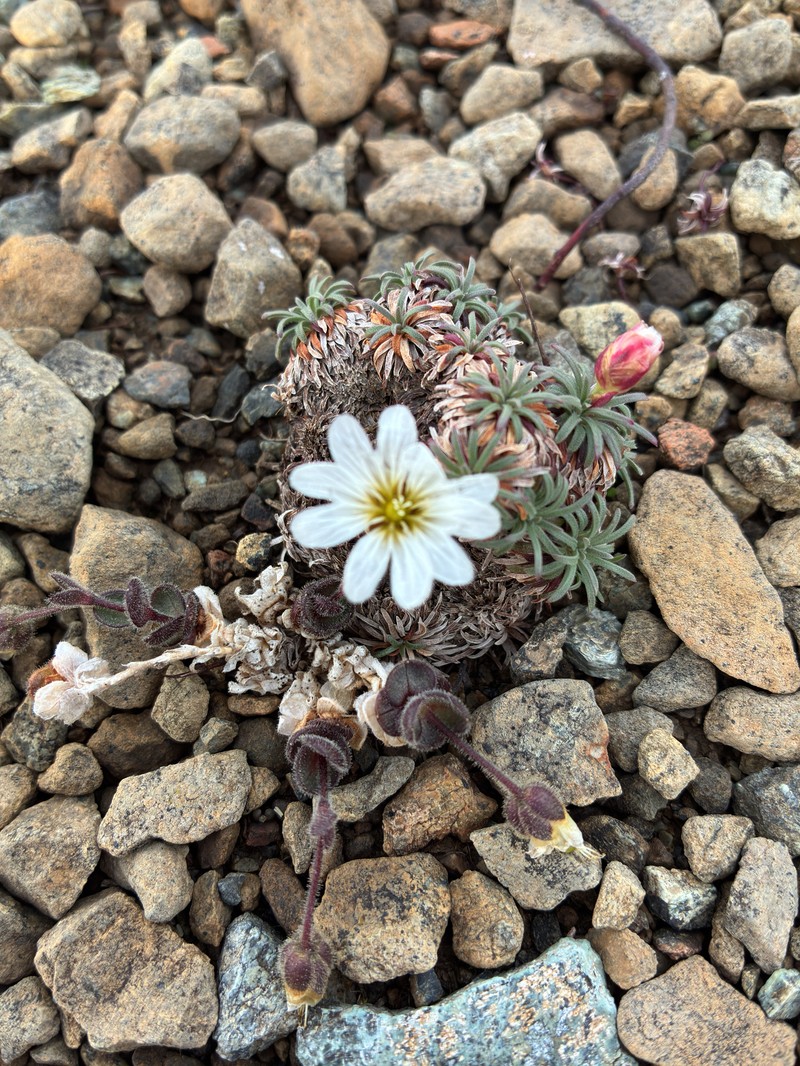 Cerastium nigrescens var. nigrescens photo 4