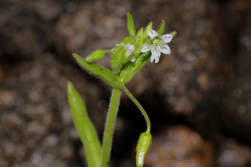 Nodding Chickweed