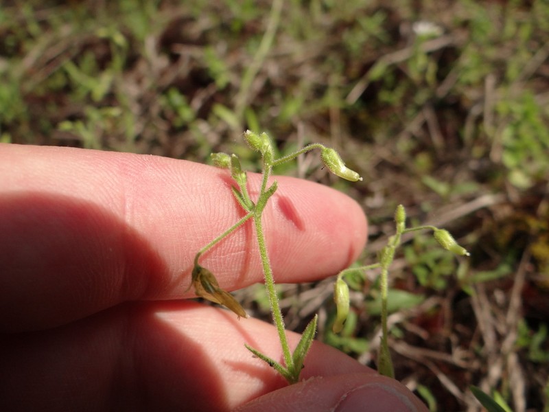 Nodding Chickweed photo 2
