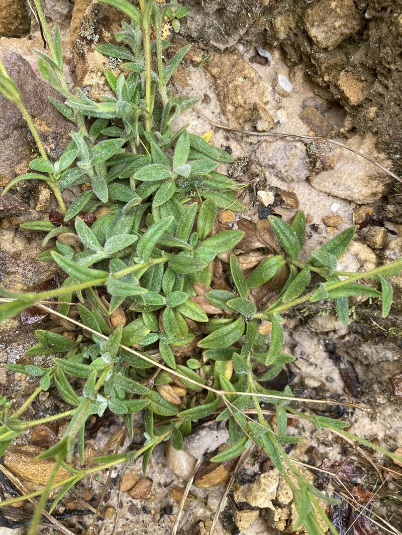 Nodding Chickweed photo 3