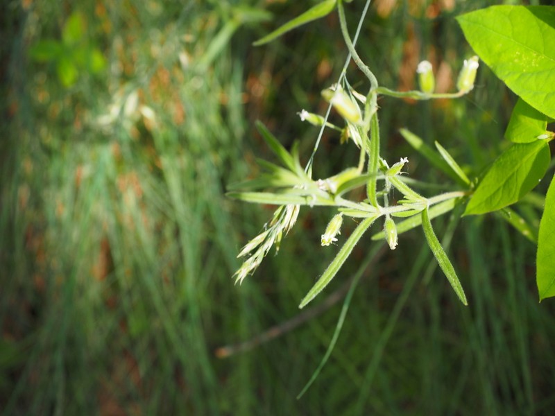 Nodding Chickweed photo 4