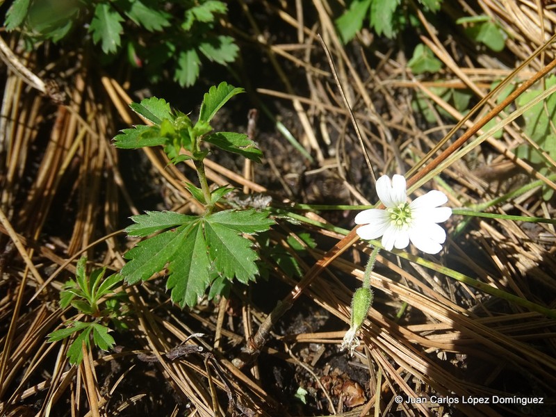 Nodding Chickweed photo 6