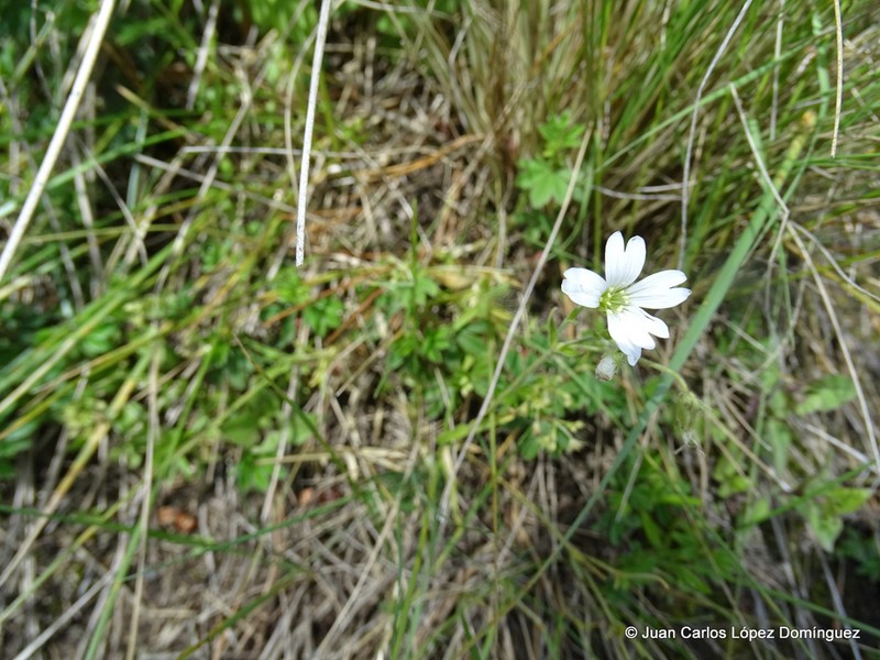 Nodding Chickweed photo 7