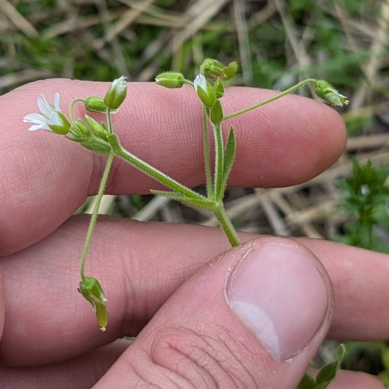 Nodding Chickweed photo 8