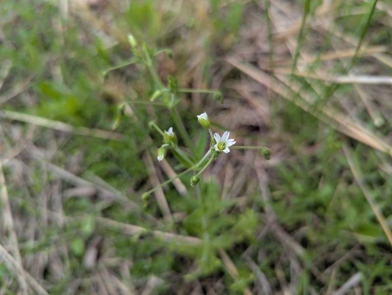 Cerastium nutans var. nutans