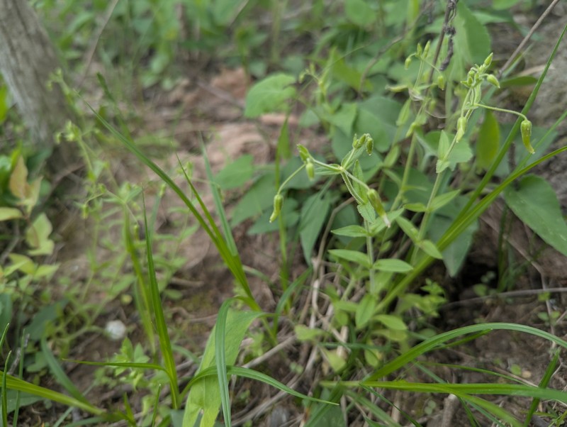 Cerastium nutans var. nutans photo 2