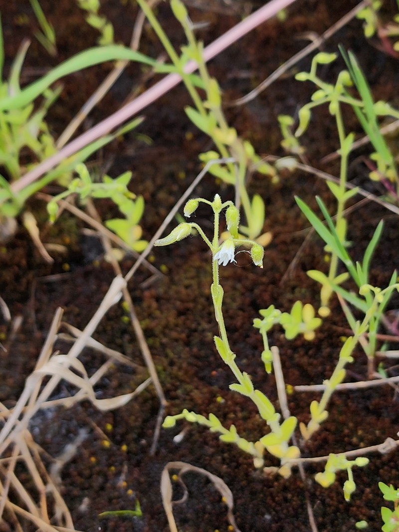 Cerastium nutans var. nutans photo 3