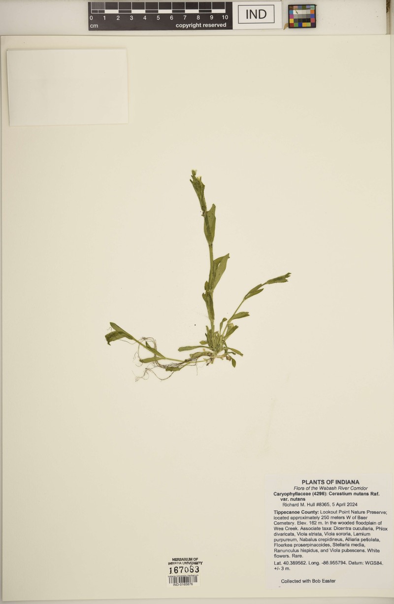 Cerastium nutans var. nutans photo 4