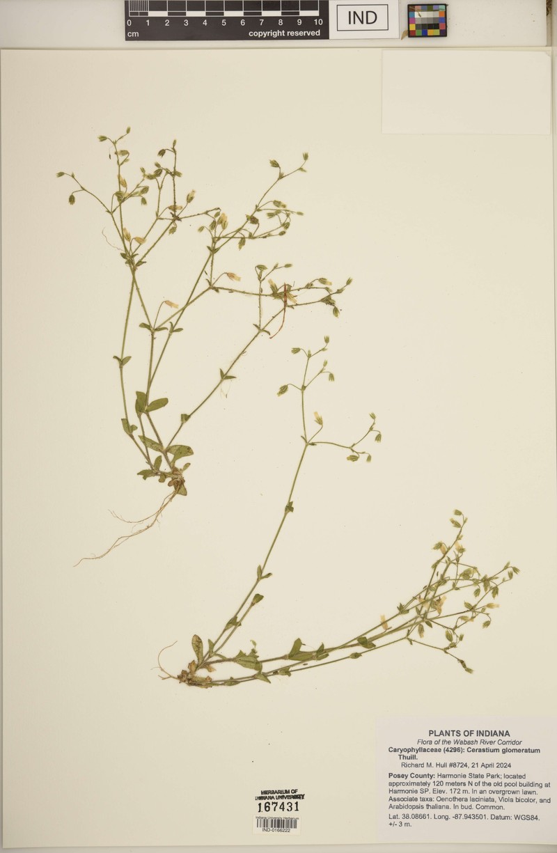 Cerastium nutans var. nutans photo 5
