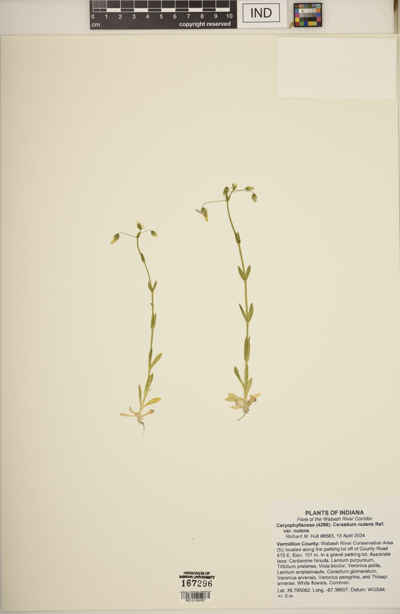 Cerastium nutans var. nutans photo 6